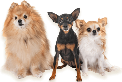 dogs-group