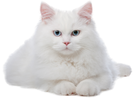 persian-cat