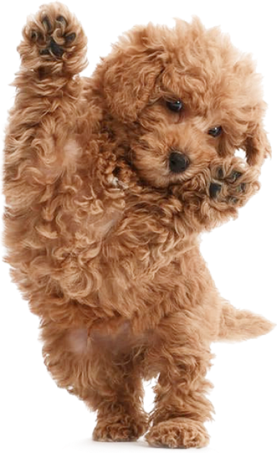 puppy