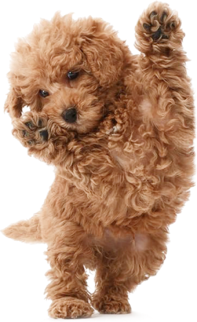 puppy